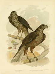Promieniowany jastrząb, 1891